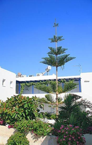 Loukia Apartments & Studios Naousa Exteriör bild